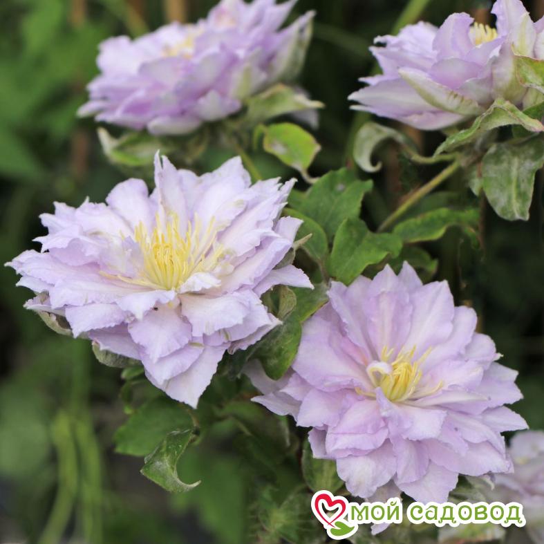 Клематис Дансин Кинг ЗКС