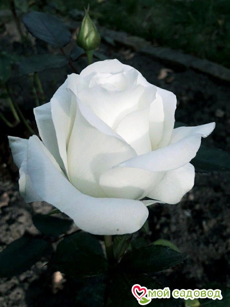 Роза Тенека