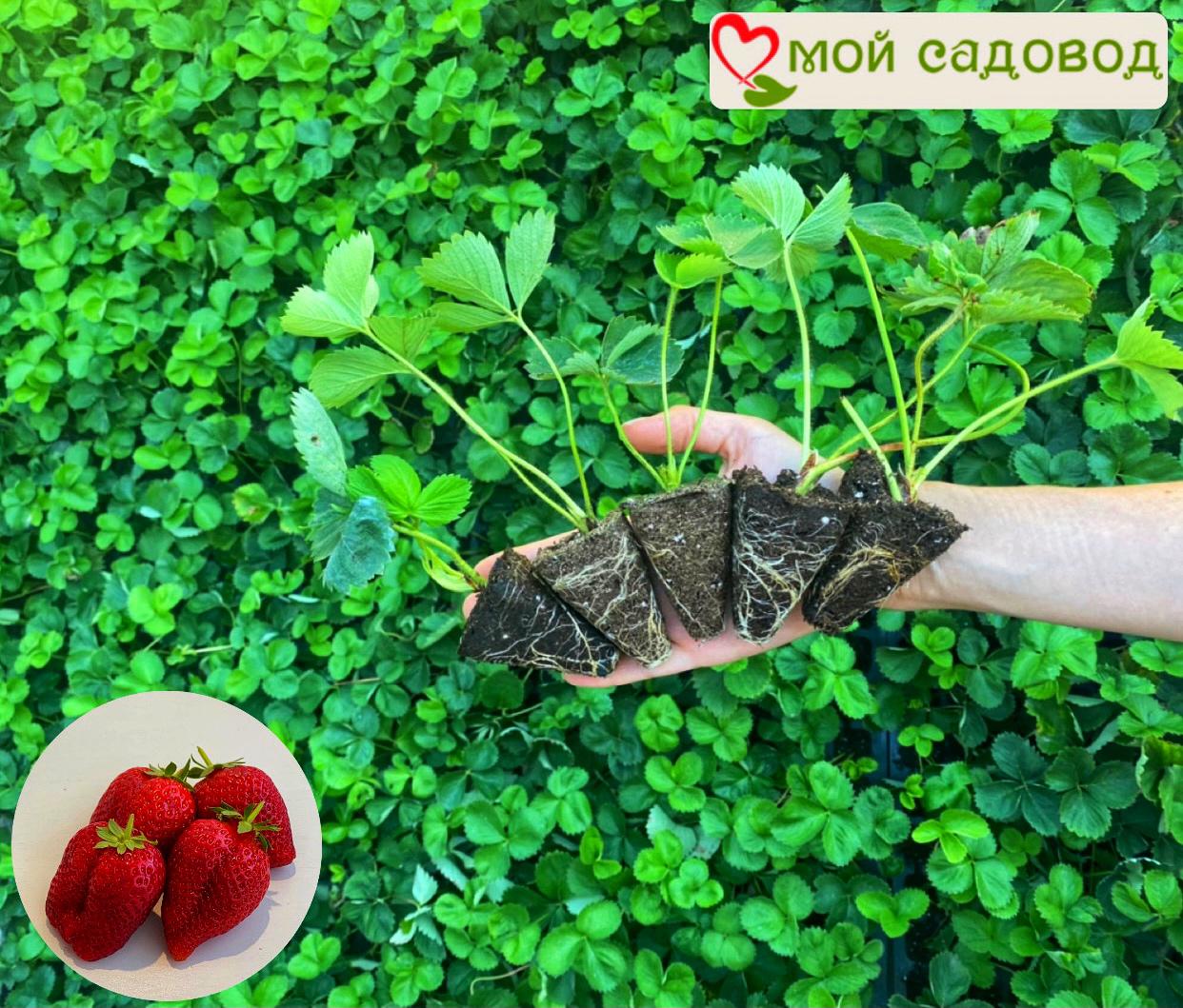 Клубника Дукат ранний