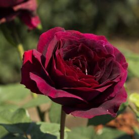 Роза чайно-гибридная Олд Ромео в Алупке