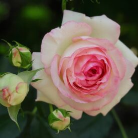 Роза чайно-гибридная Дольче Вита в Алупке